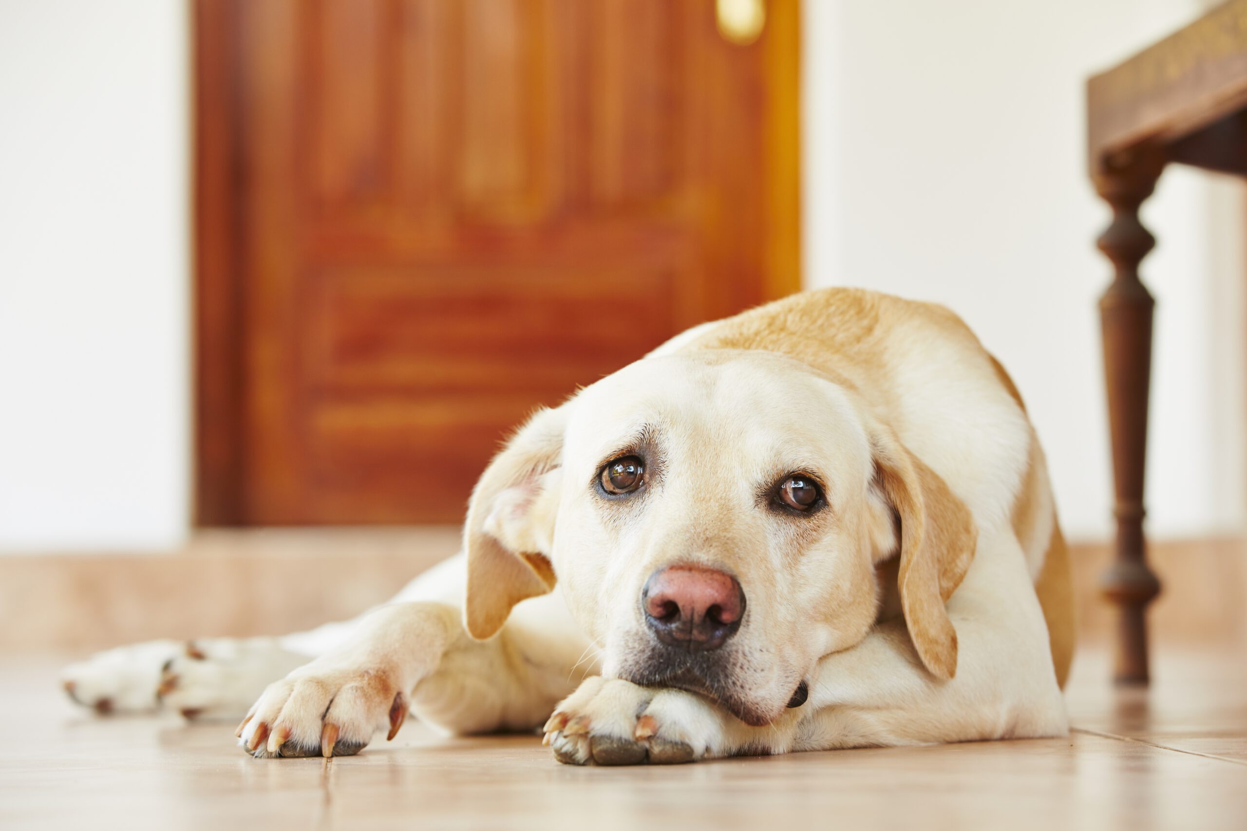 Tips tegen verveling bij honden