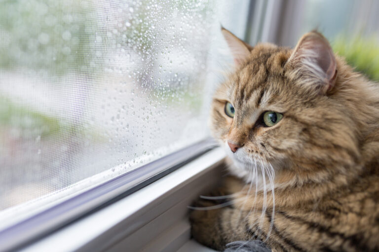 Wat is beter: je kat wel of niet naar buiten laten?