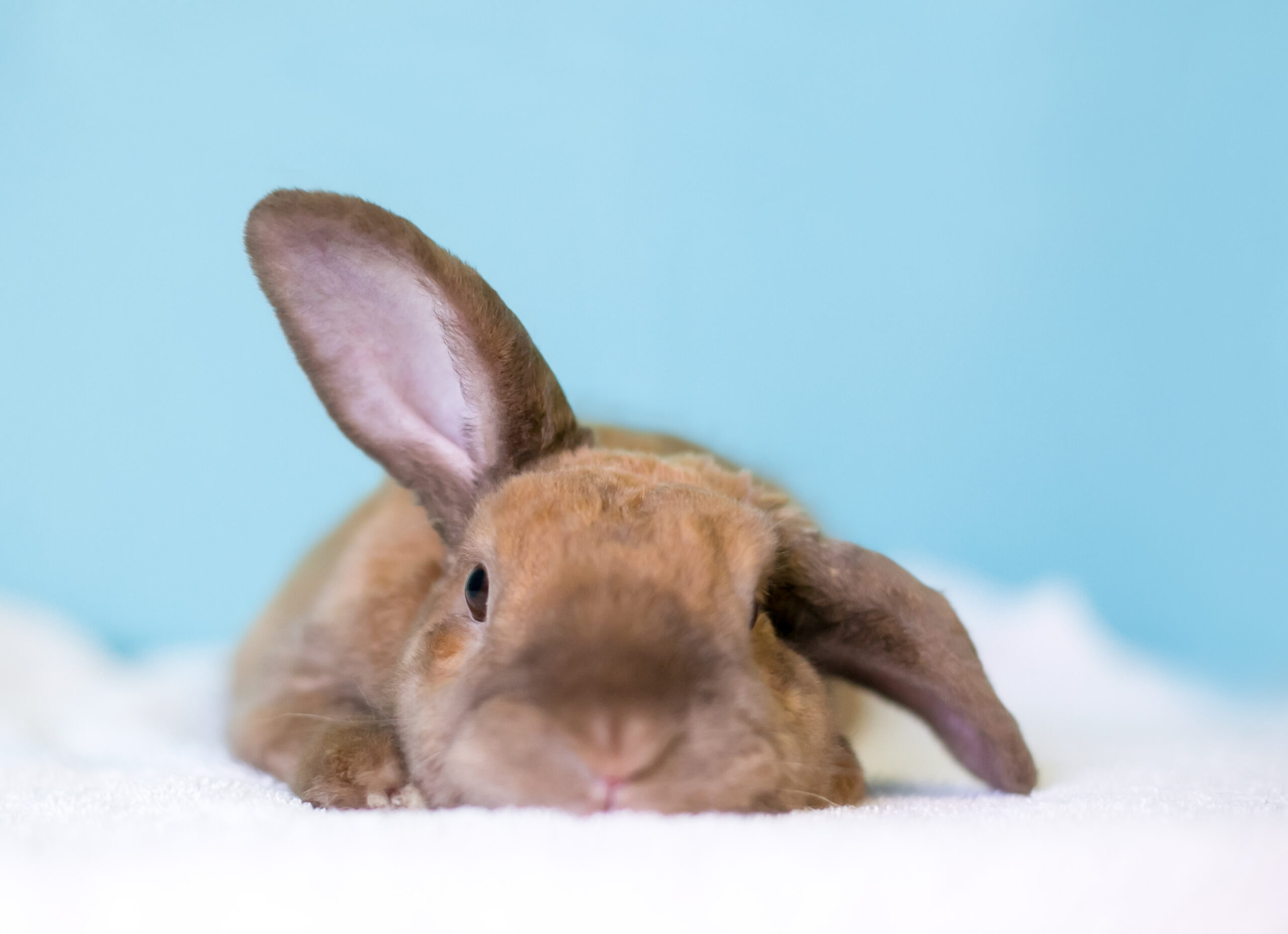 Tips tegen verveling bij konijnen