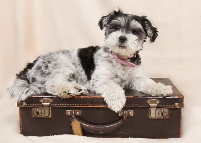 Op vakantie met je hond – Hondvriendelijke accommodaties