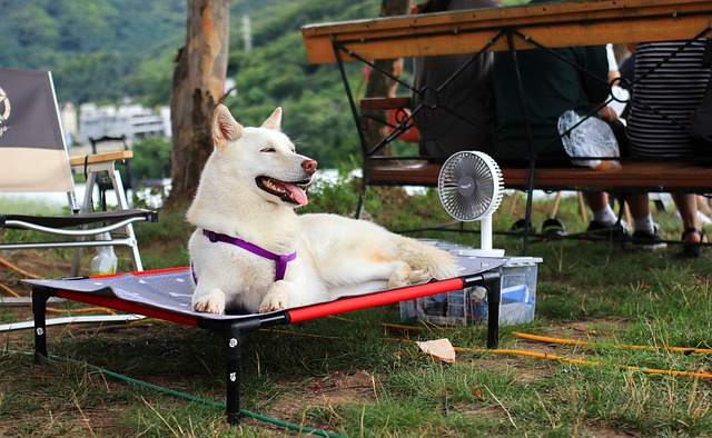 Hondenbungalow hond op vakantie